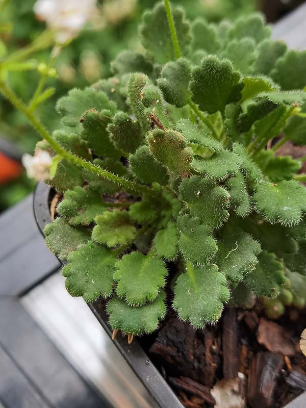 Saxifraga hirsuta ssp paucicrenata